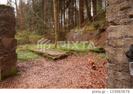 A dog is sniffing the ground in a wooded area 133663678