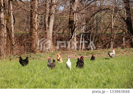 A group of chickens are standing in a grassy field A group of chickens are standing in a grassy field 133663688