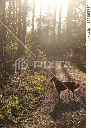A dog is standing on a dirt road in a forest 133663712