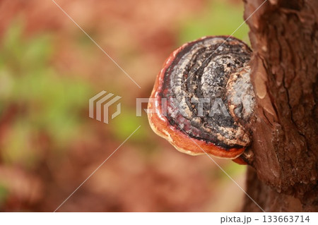 A mushroom is growing on a tree branch 133663714