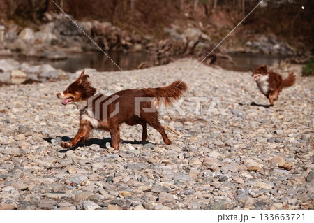 Two dogs are running on a rocky beach 133663721