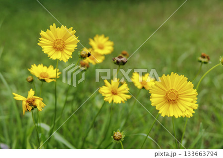 6月のオオキンケイギク（特定外来生物） 133663794