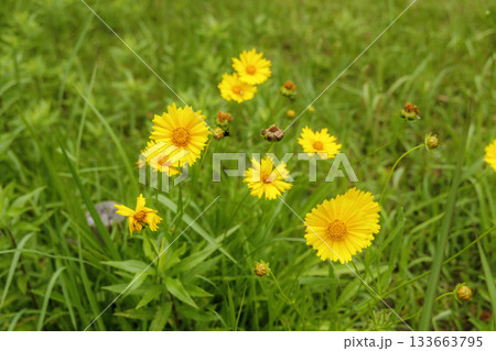 6月のオオキンケイギク（特定外来生物） 133663795