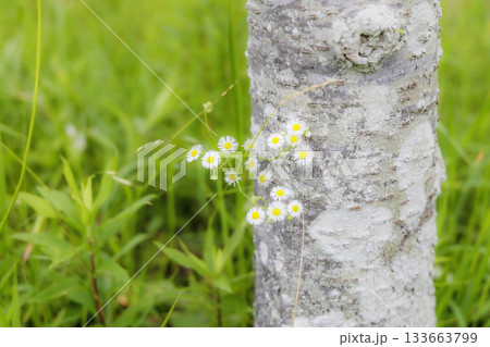 桜の幹とヒメジョオン 133663799