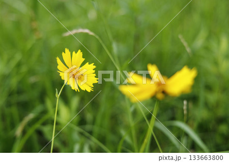 6月のオオキンケイギク（特定外来生物） 133663800