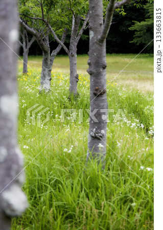 桜の幹と草 133663815