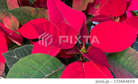 Vibrant red and green poinsettia leaves in a macro shot, perfect for Christmas and holiday themes Vibrant red and green poinsettia leaves in a macro shot, perfect for Christmas and holiday themes 133664659