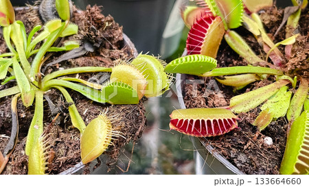 Vibrant Venus Flytrap (Dionaea muscipula) showing open and closed traps with distinctive red and green coloration 133664660