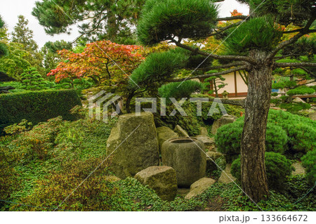 Topiary pine trees in Japanese garden in Botanical garden PLANTEN un BLOMEn  133664672