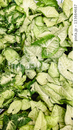 Lush Syngonium Podophyllum foliage texture background with vibrant green and cream variegated arrowhead leaves 133664687