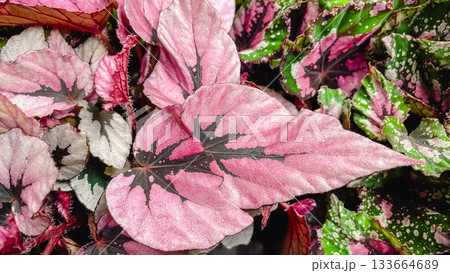Macro texture of vibrant Begonia Rex leaves with striking pink, green, and silver patterns. Macro texture of vibrant Begonia Rex leaves with striking pink, green, and silver patterns. 133664689