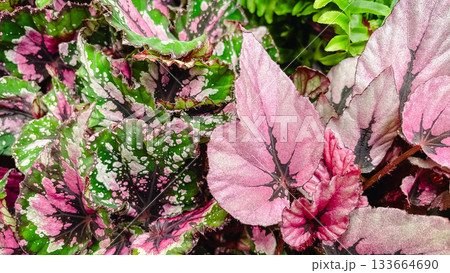Macro texture of vibrant Begonia Rex leaves with striking pink, green, and silver patterns. 133664690