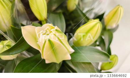 Macro view of fresh white lily buds and dark green leaves, symbolizing new growth and elegance Macro view of fresh white lily buds and dark green leaves, symbolizing new growth and elegance 133664692