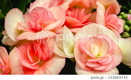 Lush macro image of pink and peach Begonia Elatior flowers with delicate, layered petals Lush macro image of pink and peach Begonia Elatior flowers with delicate, layered petals 133664745