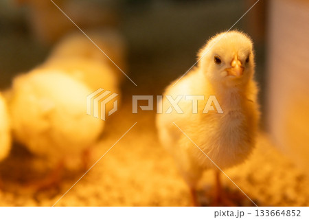 こちらをじっと見つめるヒヨコの正面 133664852