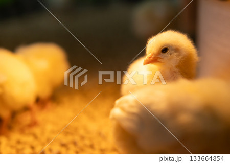 振り返る姿が愛らしいヒヨコ｜手前に1羽 133664854
