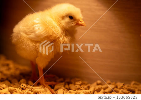ヒヨコの全身立ち姿｜余白あり 133665325