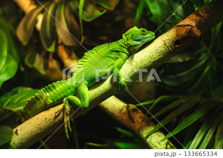 Green tropical lizard resting on a tree branch surrounded by dense jungle foliage under warm light Green tropical lizard resting on a tree branch surrounded by dense jungle foliage under warm light 133665334