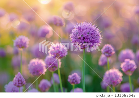 Purple chives bloom beautifully under the warm glow of a sunset, creating a serene scene with delicate flowers dancing in the light Purple chives bloom beautifully under the warm glow of a sunset, creating a serene scene with delicate flowers dancing in the light 133665648