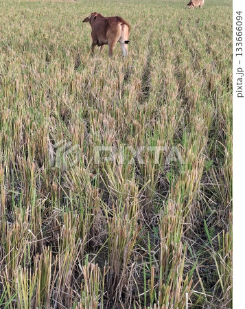 Brown calf grazing in a dry grass field under sunlight Brown calf grazing in a dry grass field under sunlight 133666094