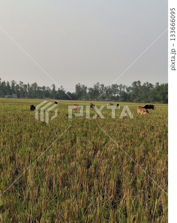 Cattle grazing in a vast field of green crops under a clear sky 133666095