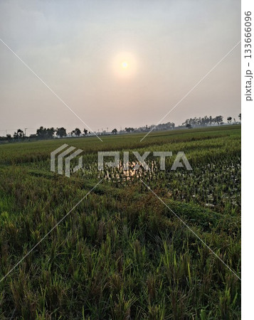 Cows grazing in a vast green field under a hazy sunset sky 133666096