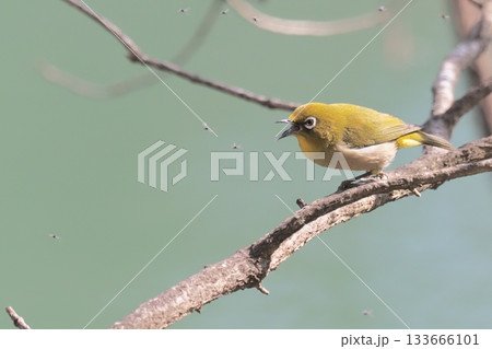 飛ぶ虫を狙うメジロ 飛ぶ虫を狙うメジロ 133666101