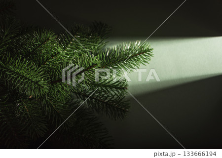 Waiting for Christmas. Pine Branches in Dramatic Light on Dark Green Background Waiting for Christmas. Pine Branches in Dramatic Light on Dark Green Background 133666194