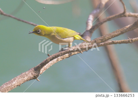 飛ぶ虫をメジロが捕食した瞬間 飛ぶ虫をメジロが捕食した瞬間 133666253