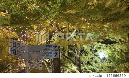 日本大通りのイルミネーションと銀杏の紅葉 日本大通りのイルミネーションと銀杏の紅葉 133666259