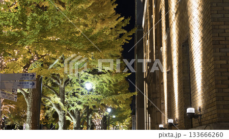 日本大通りのイルミネーションと銀杏の紅葉 133666260