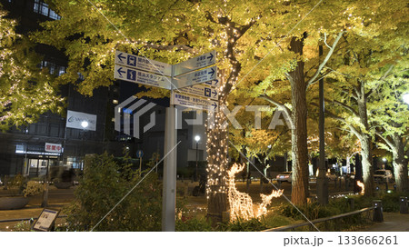 日本大通りのイルミネーションと銀杏の紅葉 133666261