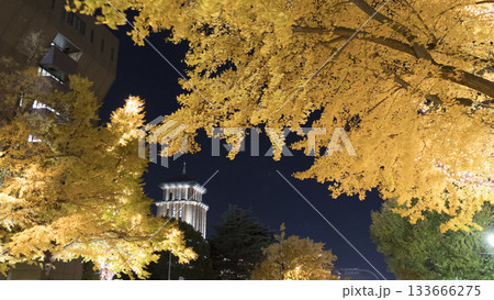 日本大通りのイルミネーションと銀杏の紅葉 133666275