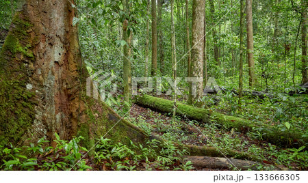 The dense jungle of Danum Valley in Borneo, Malaysia. 133666305