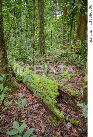 The dense jungle of Danum Valley in Borneo, Malaysia. 133666306