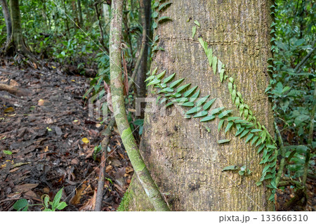 The dense jungle of Danum Valley in Borneo, Malaysia. 133666310