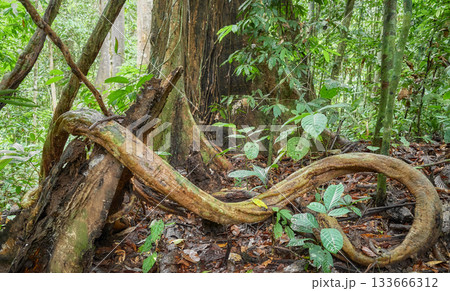 The dense jungle of Danum Valley in Borneo, Malaysia. 133666312