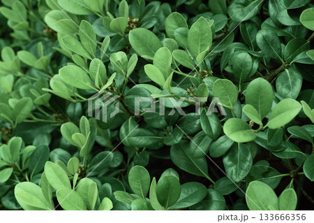 Natural pattern of green fence of buxus sempervirens. Lush boxwood leaves background. Buxus sempervirens rotundifolia 133666356