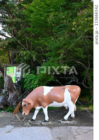 南ヶ丘牧場の牛のディスプレイ(栃木県) 南ヶ丘牧場の牛のディスプレイ(栃木県) 133666542
