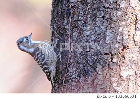 コゲラ コゲラ 133666631