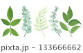 Watercolor herbs set. Green garden plants. Leaves and branches of fern, eucalyptus, olive 133666662