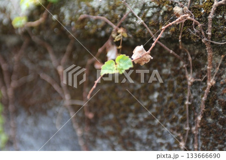 可愛い3枚の葉と枯れた葉。 133666690