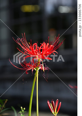 南ヶ丘牧場のヒガンバナ(栃木県那須町) 南ヶ丘牧場のヒガンバナ(栃木県那須町) 133666706