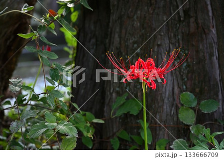 南ヶ丘牧場のヒガンバナ（栃木県那須町） 133666709