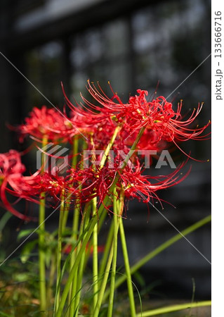 南ヶ丘牧場のヒガンバナ(栃木県那須町) 南ヶ丘牧場のヒガンバナ(栃木県那須町) 133666716