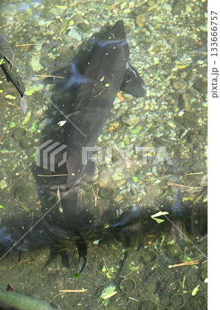 南ヶ丘牧場のチョウザメ（栃木県那須町） 133666757