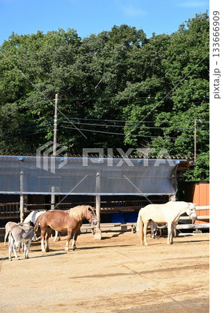 南ヶ丘牧場の馬とロバの放牧(栃木県那須町) 南ヶ丘牧場の馬とロバの放牧(栃木県那須町) 133666909