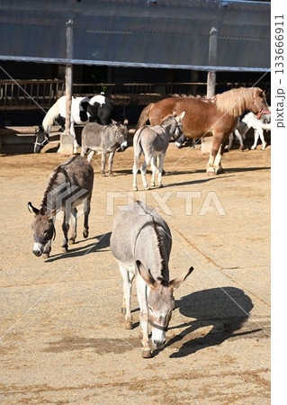 南ヶ丘牧場の馬とロバの放牧(栃木県那須町) 南ヶ丘牧場の馬とロバの放牧(栃木県那須町) 133666911
