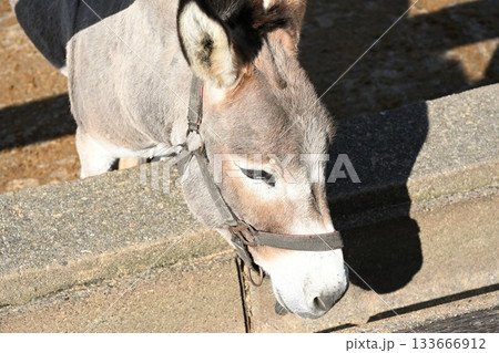 南ヶ丘牧場の馬とロバの放牧（栃木県那須町） 133666912