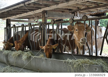 南ヶ丘牧場のガーンジィ牛(栃木県那須町) 南ヶ丘牧場のガーンジィ牛(栃木県那須町) 133666929